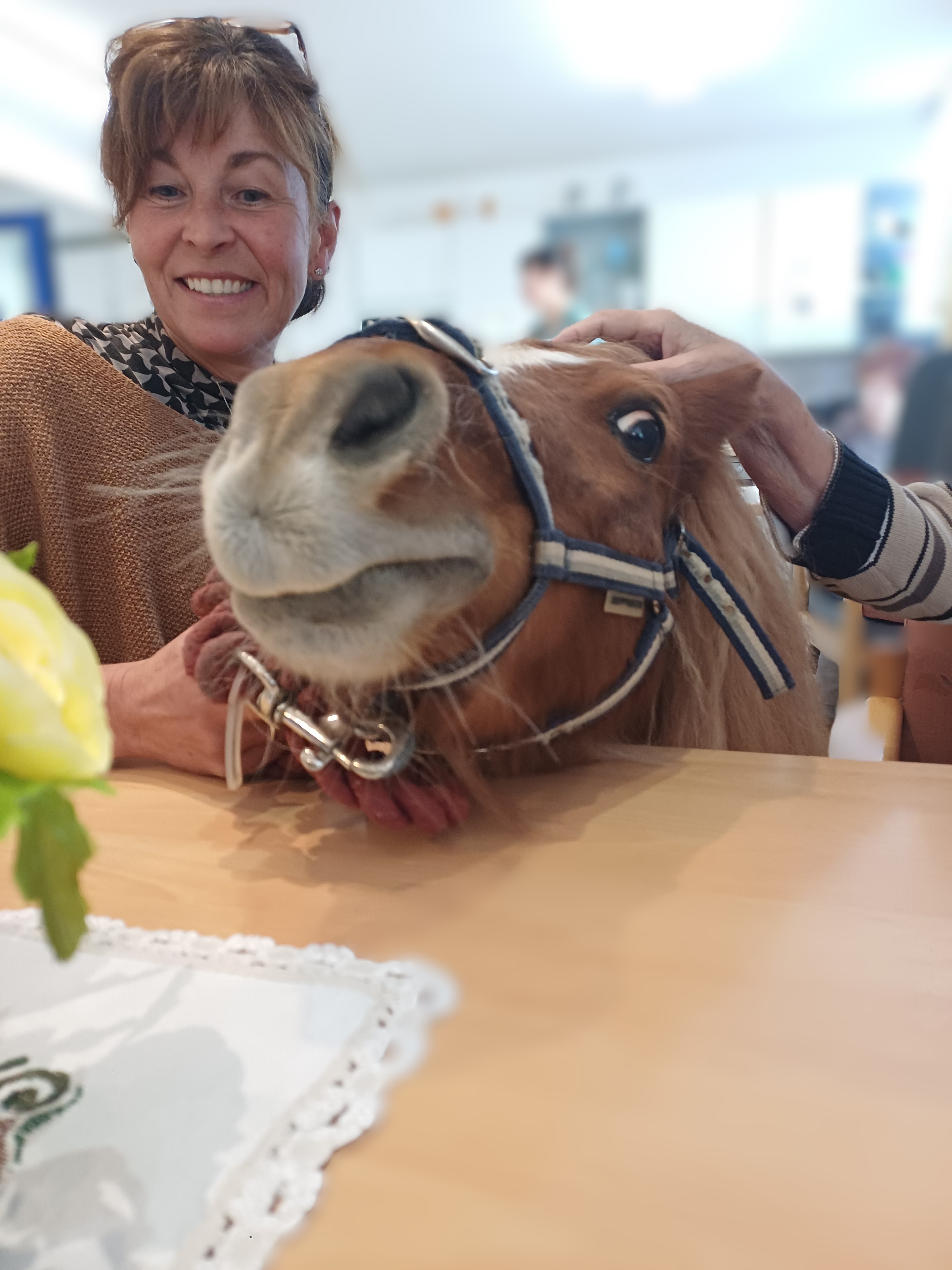 Ponybesuch 2026 alt=